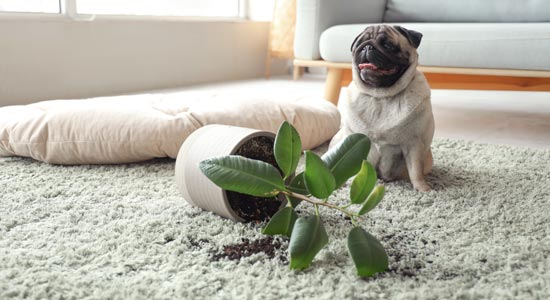 Teaser der Seite Hundehalterhaftpflicht