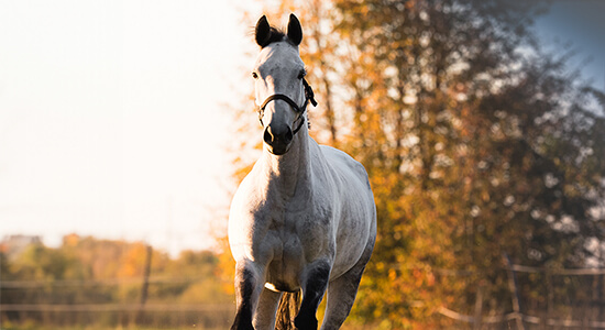 Teaser der Seite Pferdehalterhaftpflicht